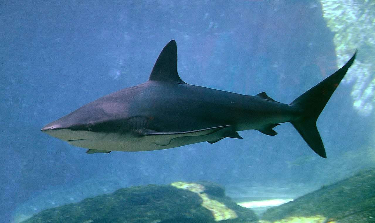Um tubarão de pele escura puzzle online