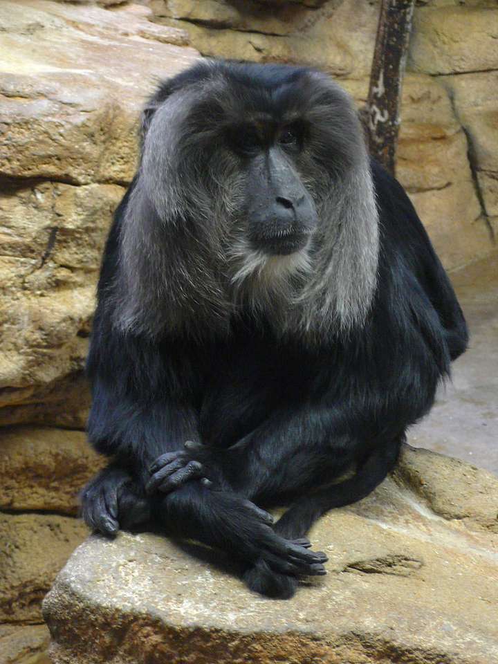 Lev makak skládačky online
