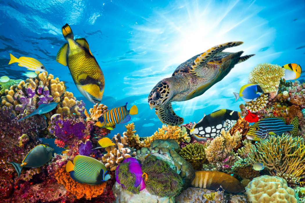 メキシコのサンゴ礁 ジグソーパズルオンライン
