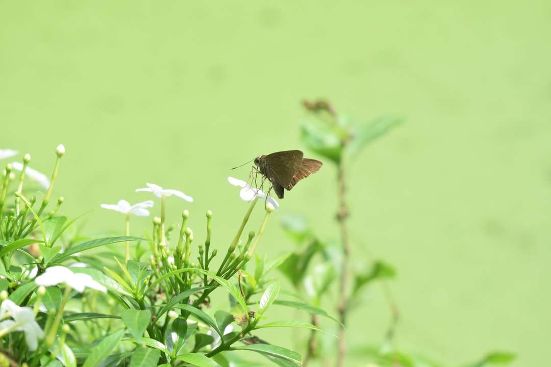 кафява пеперуда, кацнала на бяло цвете онлайн пъзел
