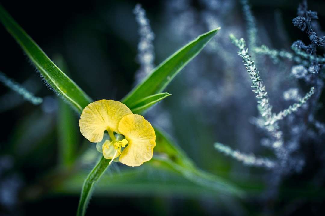 gele bloem in tilt shift lens legpuzzel online