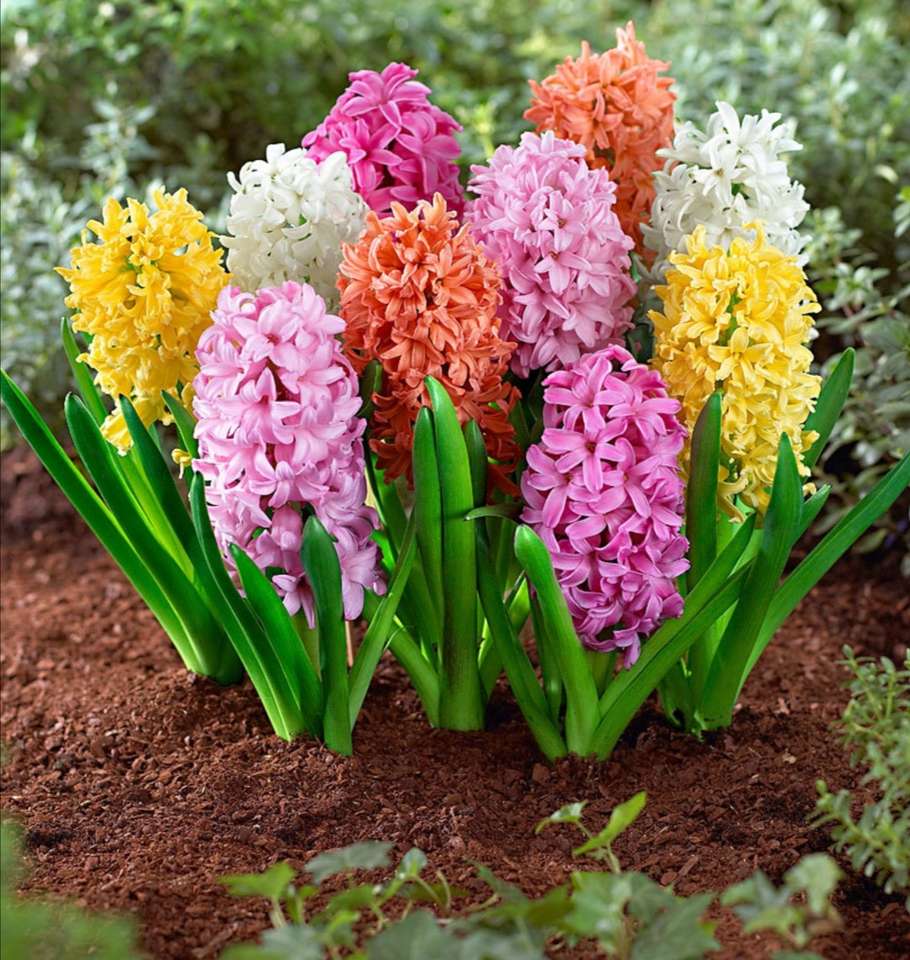 Tavaszi virágok - jácintok kirakós online