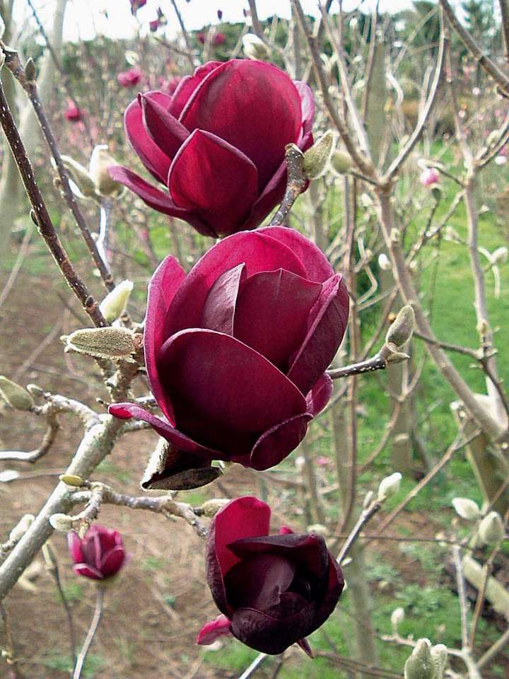 magnolia Pussel online