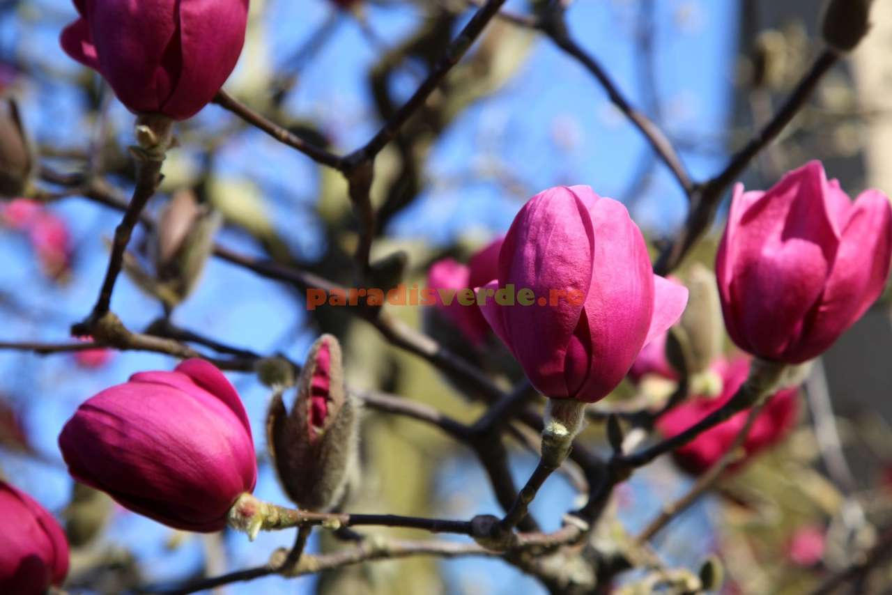 una magnolia rosa puzzle online
