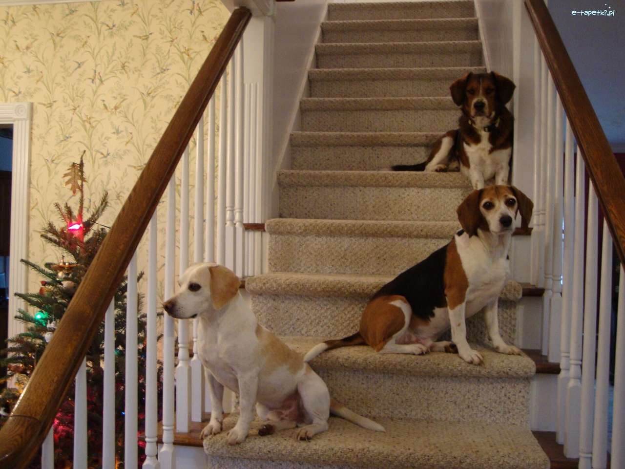 Beagle Harriery auf der Treppe Puzzlespiel online