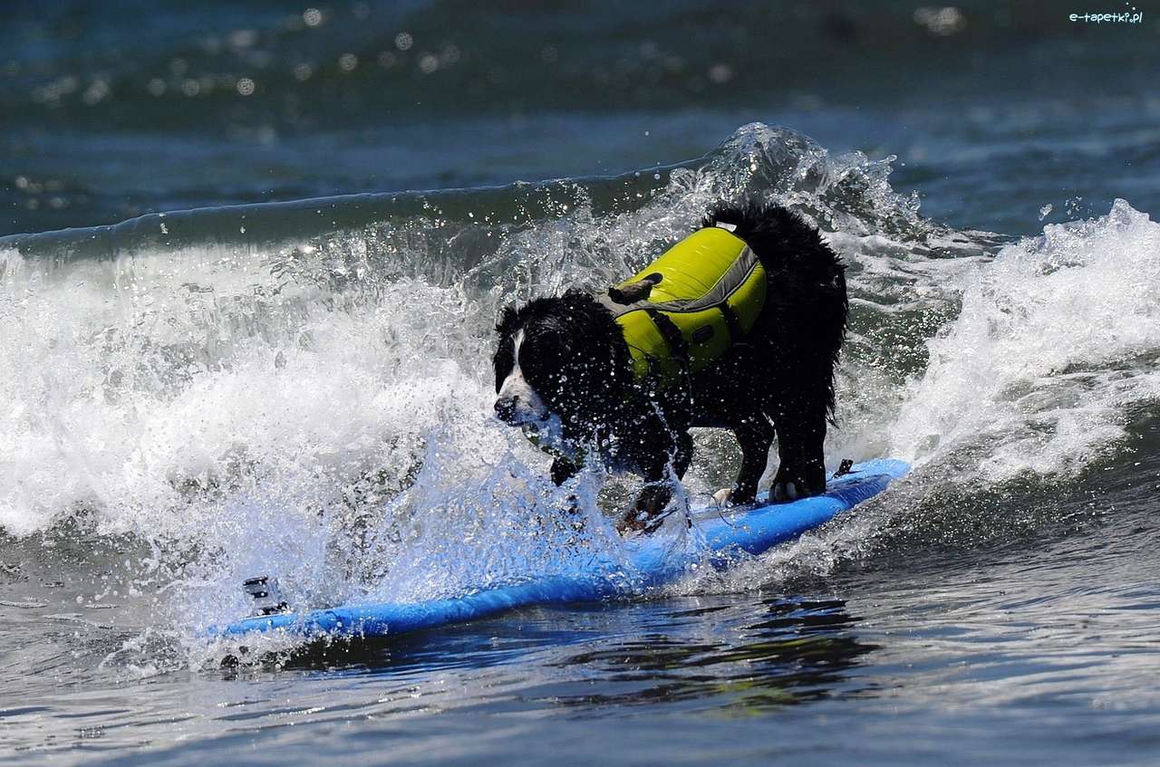 Собачка, море, серфінг онлайн пазл