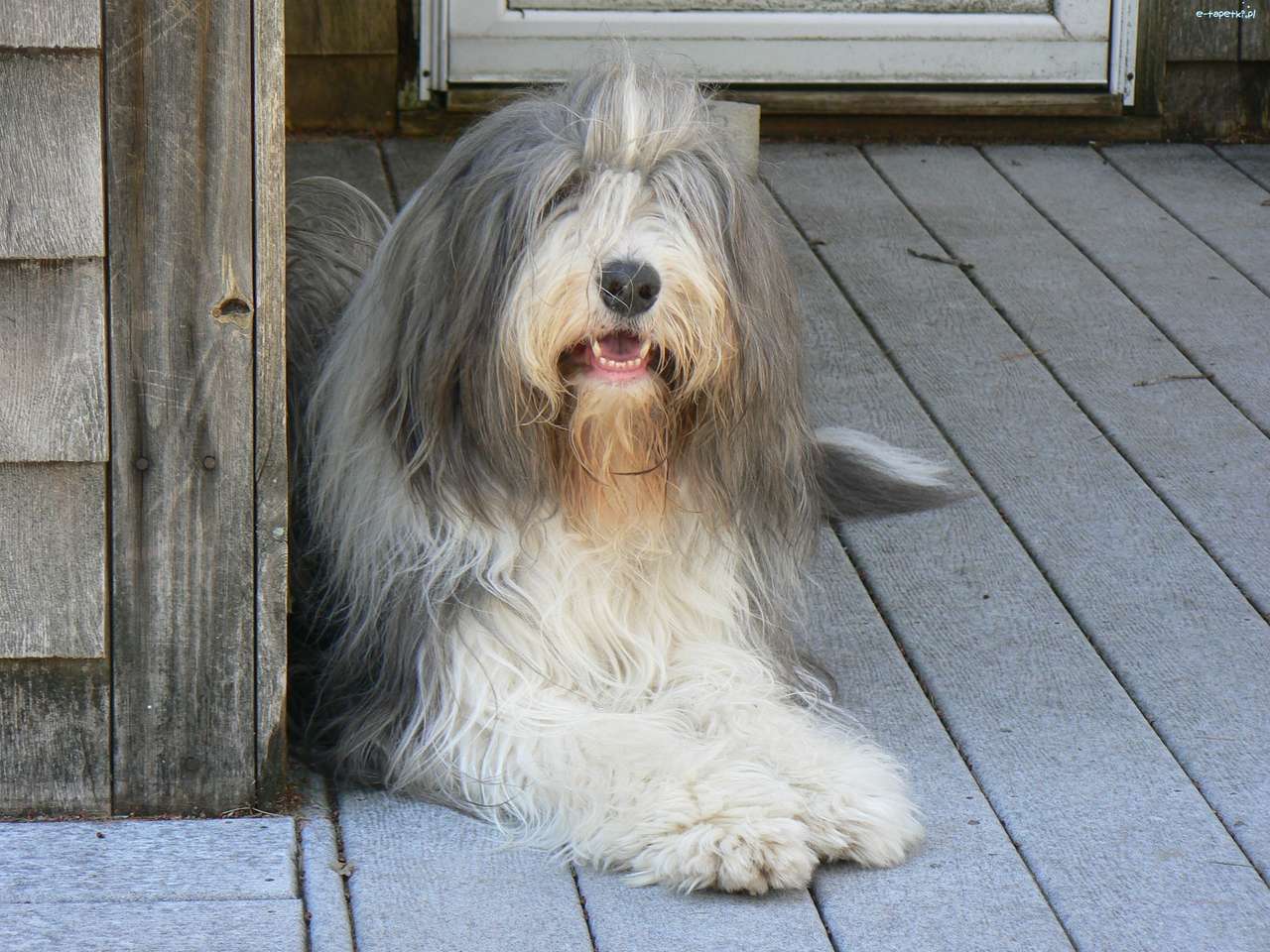 Grote Bearded Collie legpuzzel online