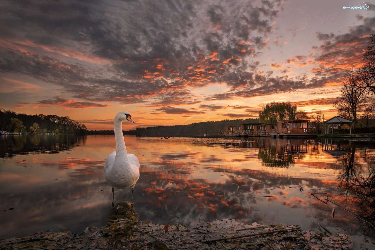 Svan, sjö, solnedgång pussel på nätet