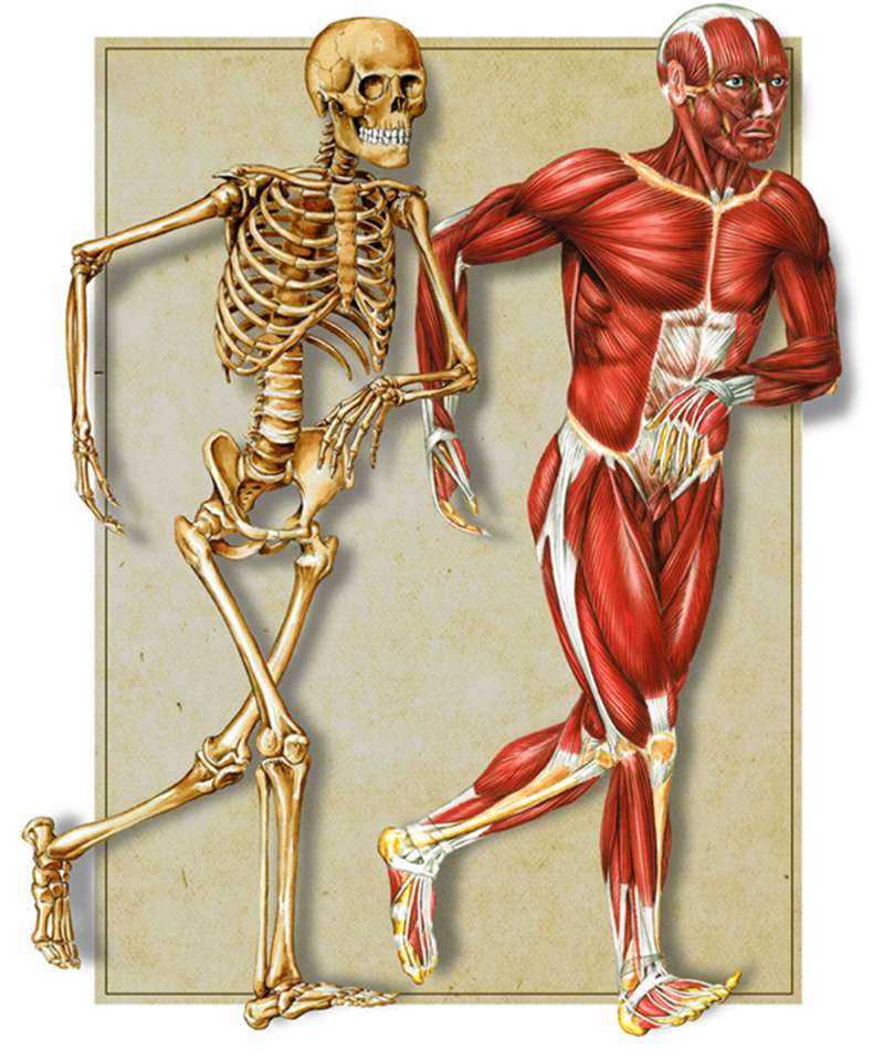 Système musculo-squelettique puzzle en ligne
