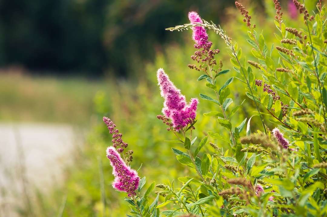 лилаво цвете в зелено тревно поле през деня онлайн пъзел