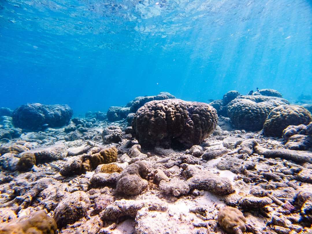 grå och svart korallrev under vatten pussel på nätet