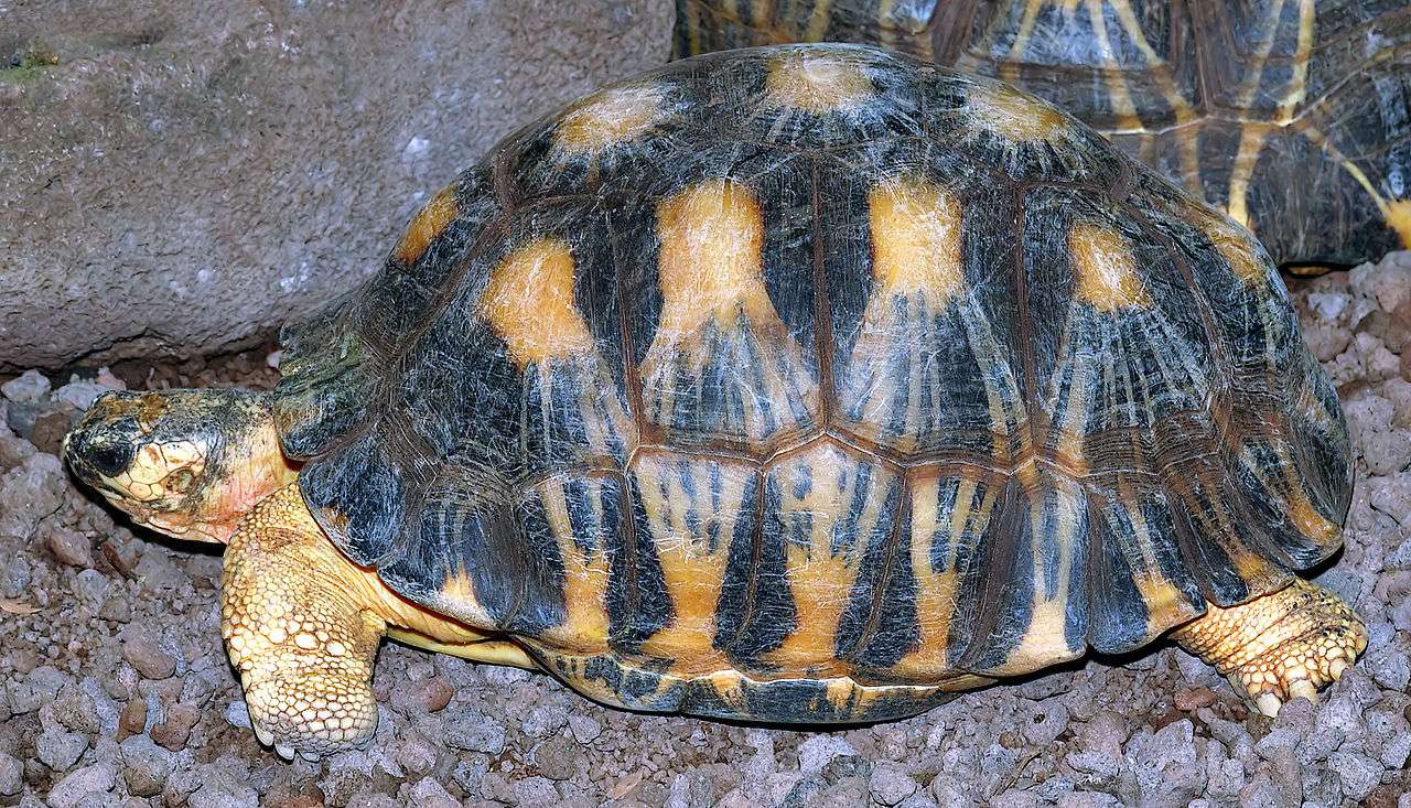 Ακτινοβόλη χελώνα online παζλ
