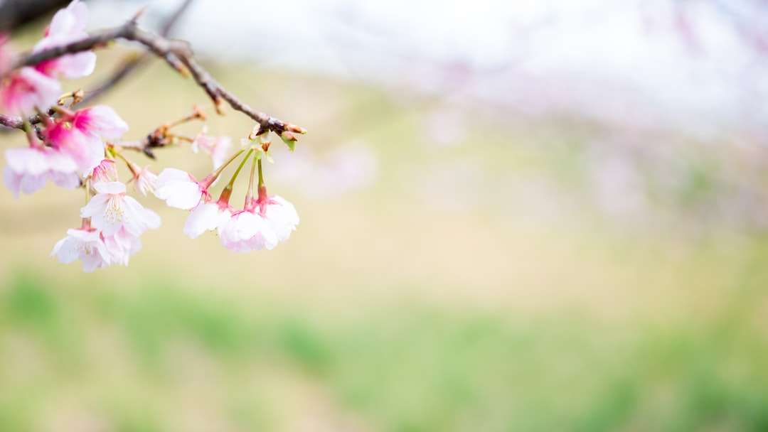 růžový a bílý květ v sklopném objektivu skládačky online