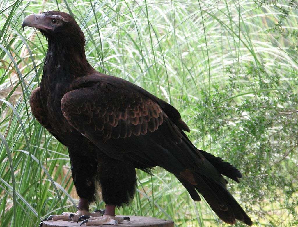 Австралійський орел пазл онлайн
