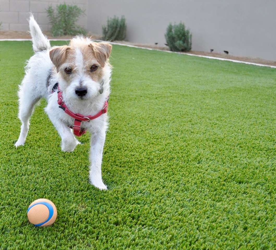 бело-коричневая короткошерстная собака с красно-белым мячом онлайн-пазл