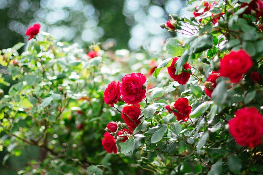 rosas vermelhas em lente tilt shift quebra-cabeças online