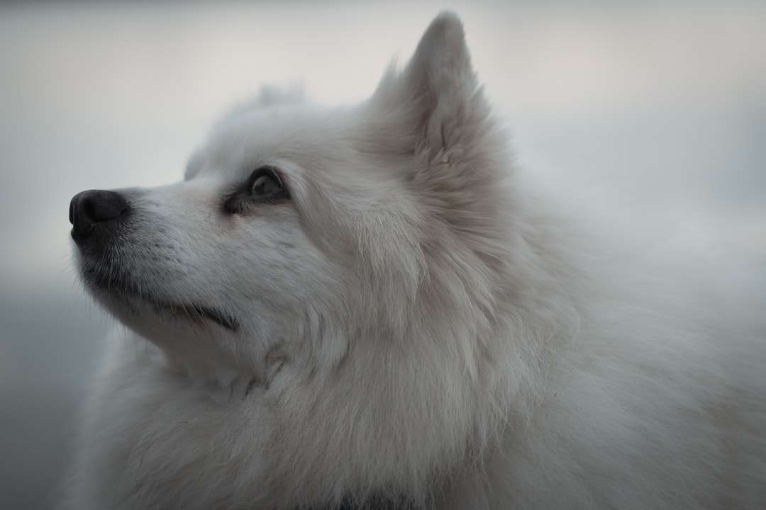 perro pequeño de abrigo largo blanco rompecabezas en línea