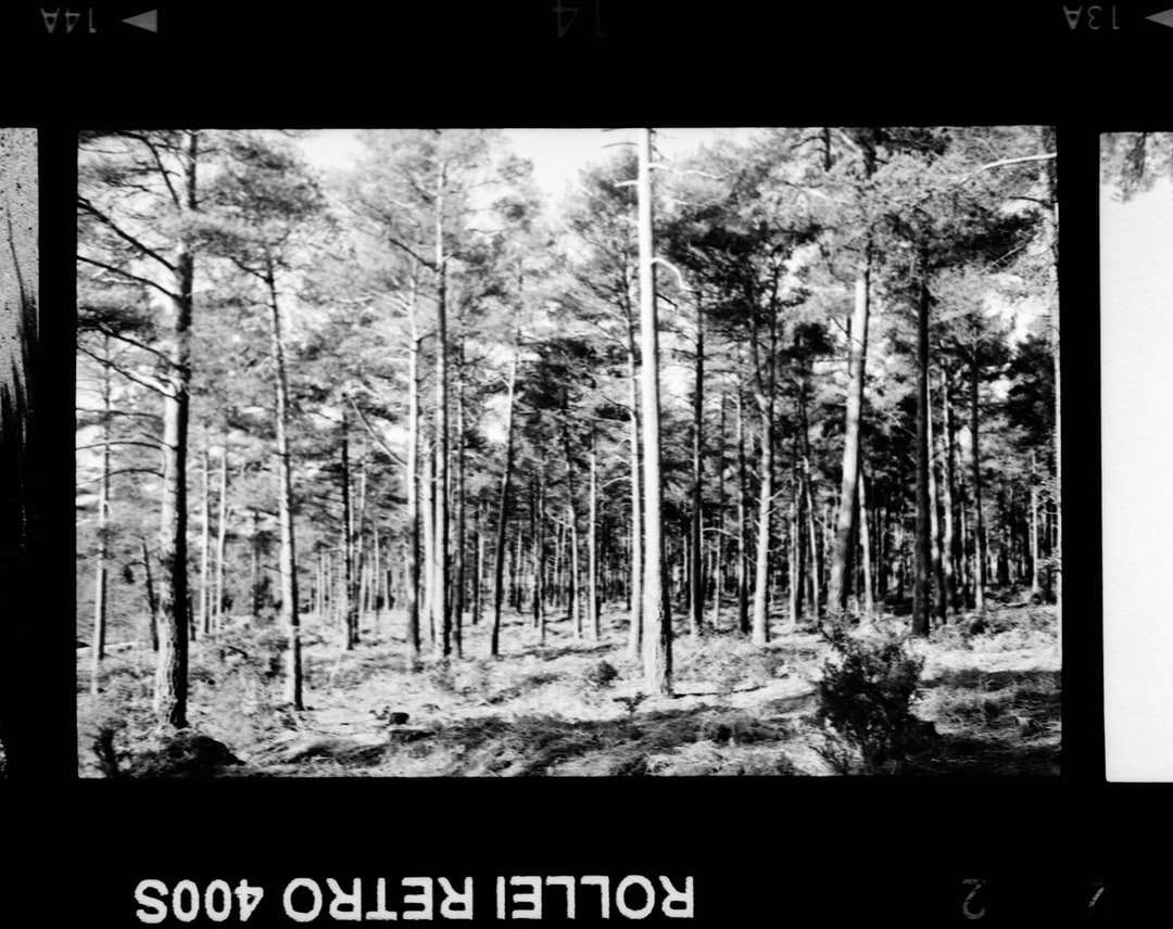 szürkeárnyalatos fotó erdőről nappali időben online puzzle