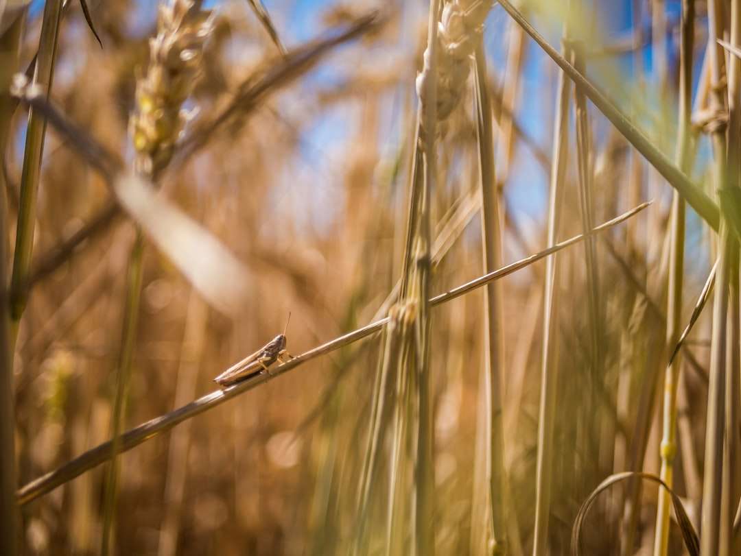 hnědá pšenice v detailní fotografii skládačky online