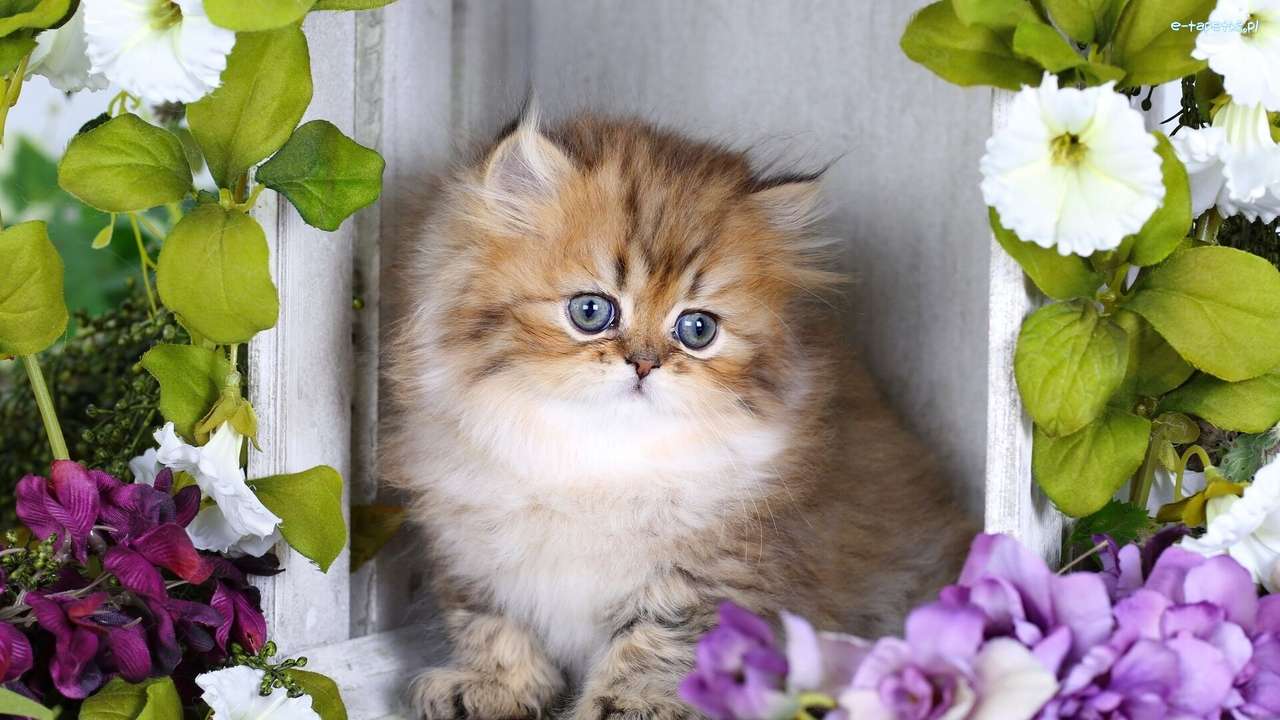 Fluffig kattunge, blommor pussel på nätet