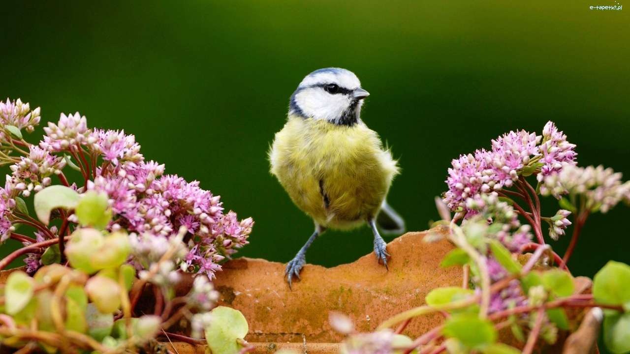 pták, květiny skládačky online