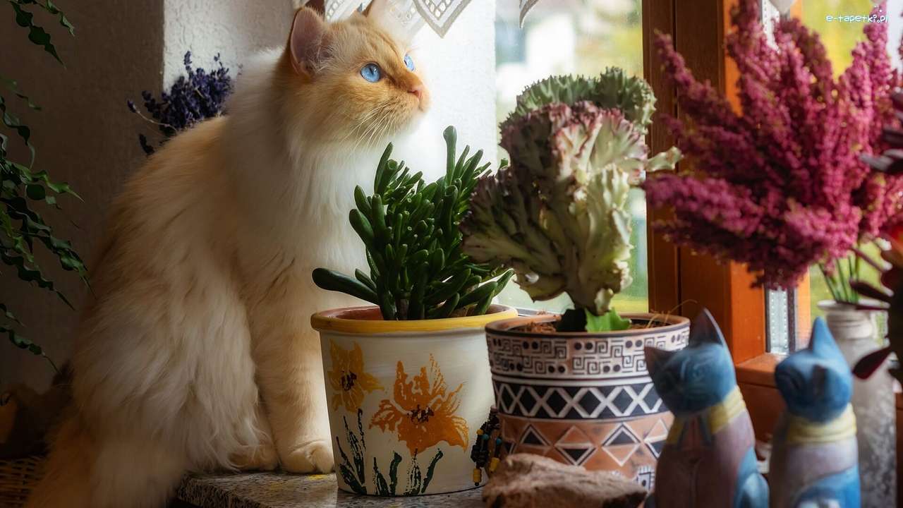 pisică cu părul lung pe pervazul ferestrei puzzle online