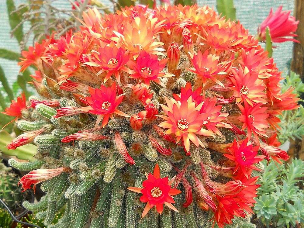 rikligt blommande kaktus Pussel online