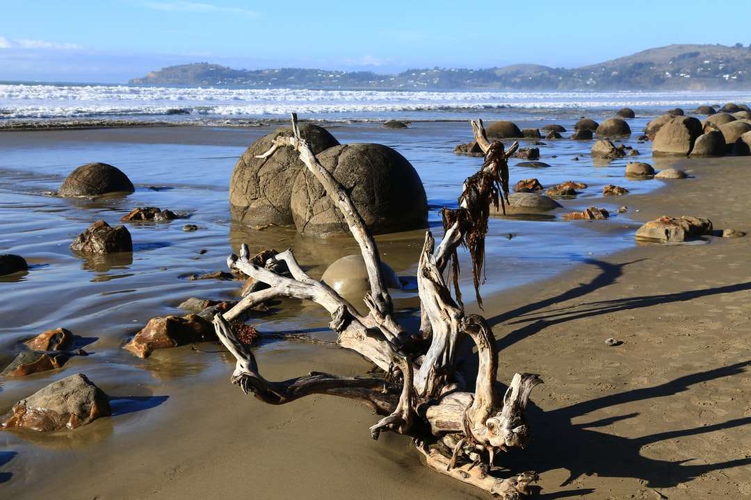 brun trä logga på stranden under dagtid Pussel online
