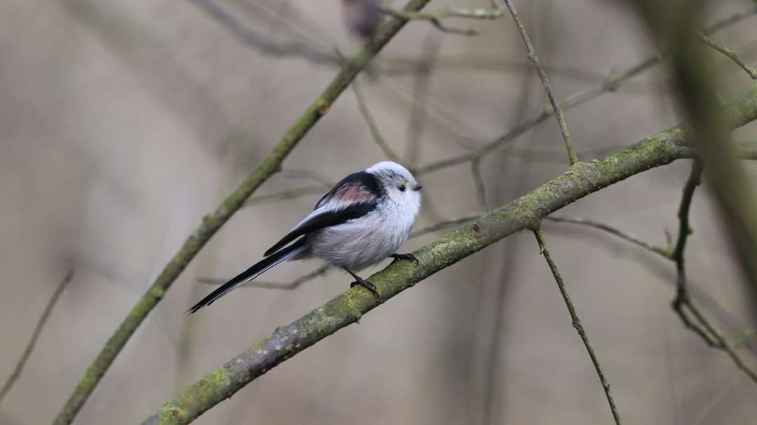 λευκό και μαύρο πουλί σε κλαδί δέντρου online παζλ