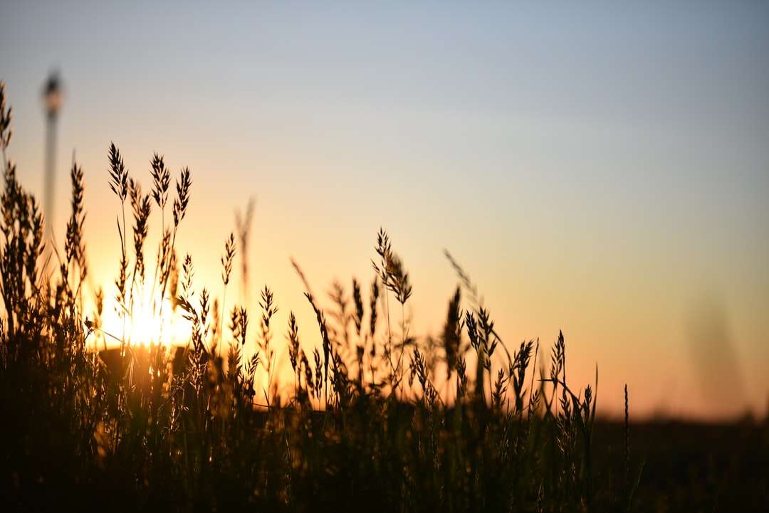 silueta de pasto durante la puesta de sol rompecabezas