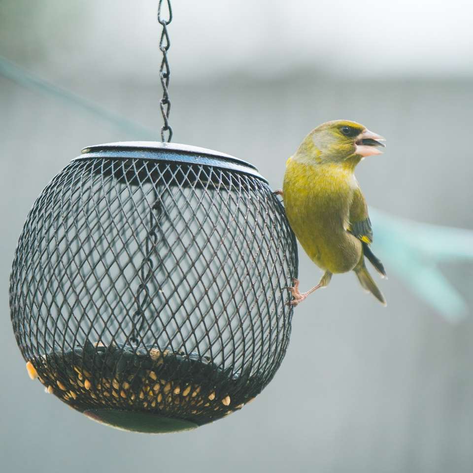 oiseau jaune et noir dans une cage à oiseaux en acier noir puzzle en ligne