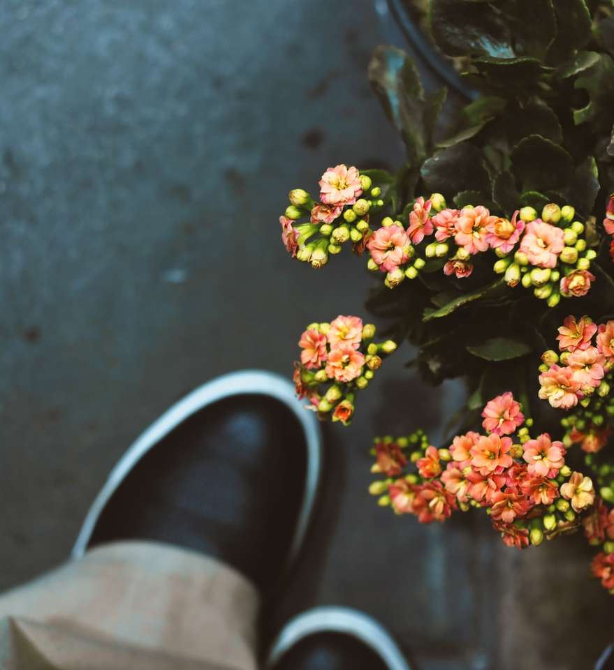 rózsaszín és fehér virágok fekete-fehér cipőn kirakós online