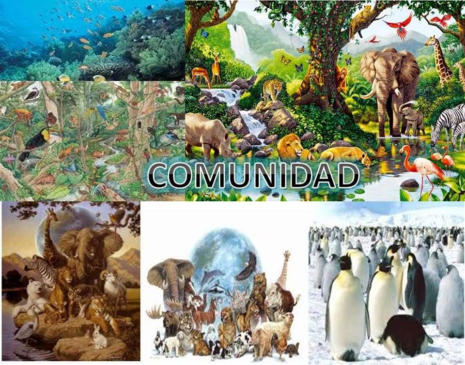 COMUNIDADE BIOLÓGICA puzzle online