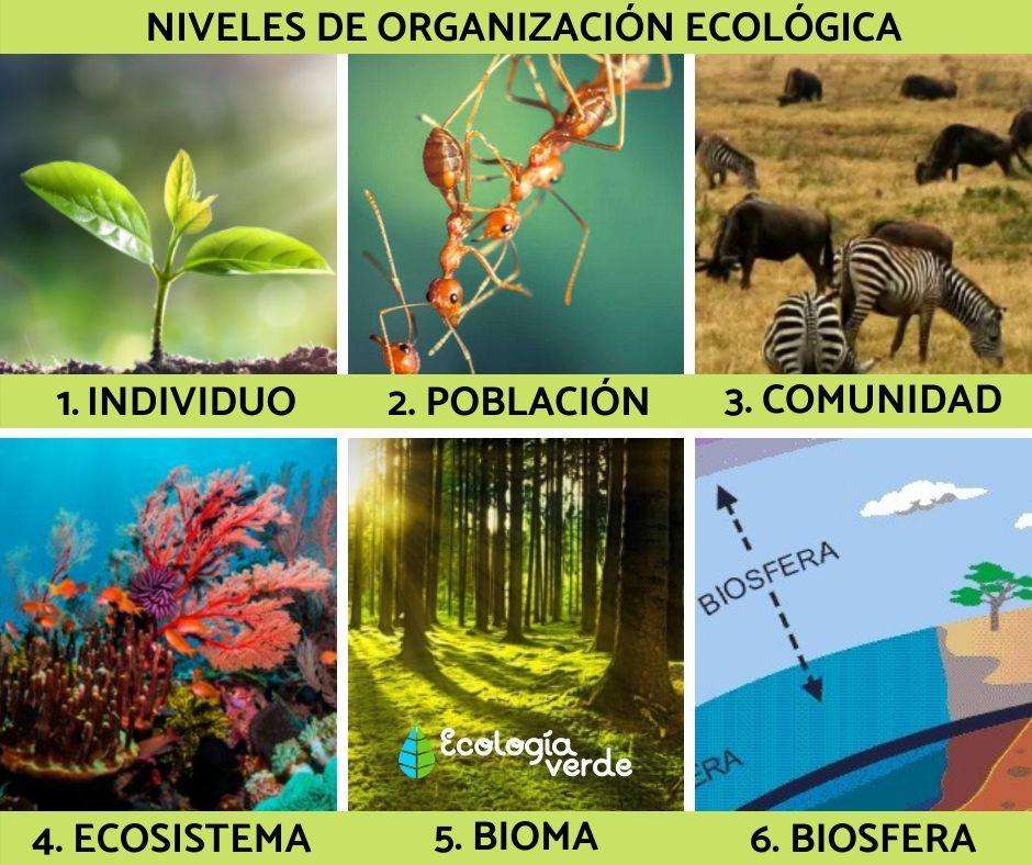 生態学的組織のレベル オンラインパズル