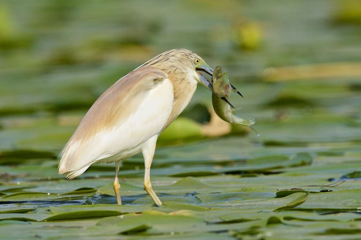 Vogelleven in de Donau-delta in Roemenië legpuzzel online