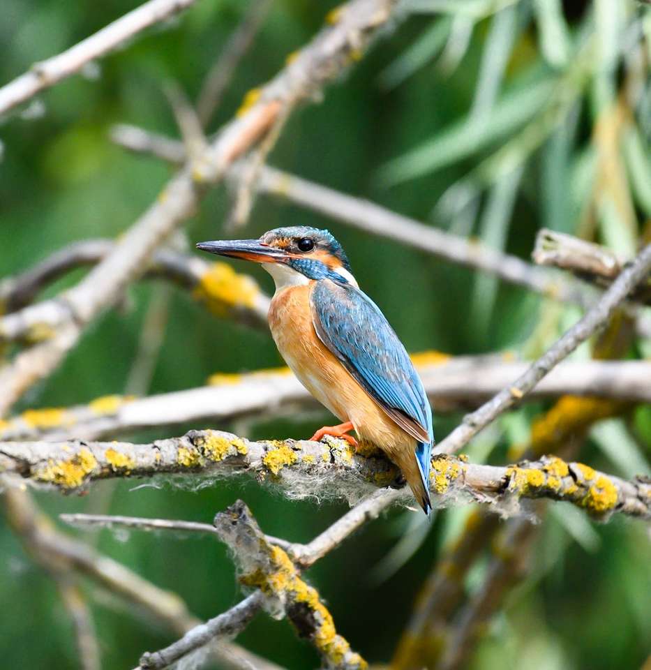 Kingfisher Danube Delta na Romênia quebra-cabeças online