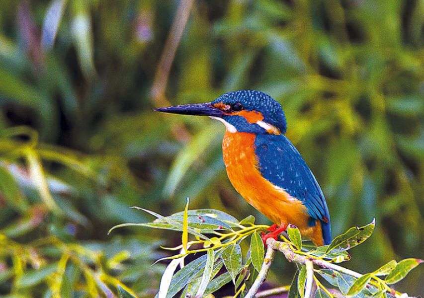 Kingfisher Danube Delta in Romania jigsaw puzzle online