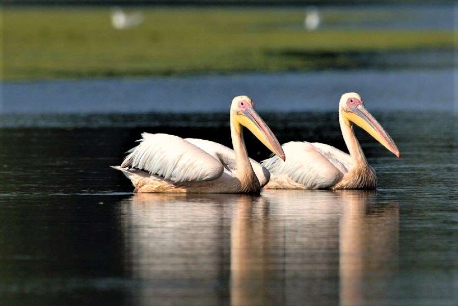 Par de pelicanos no Delta do Danúbio, na Romênia puzzle online
