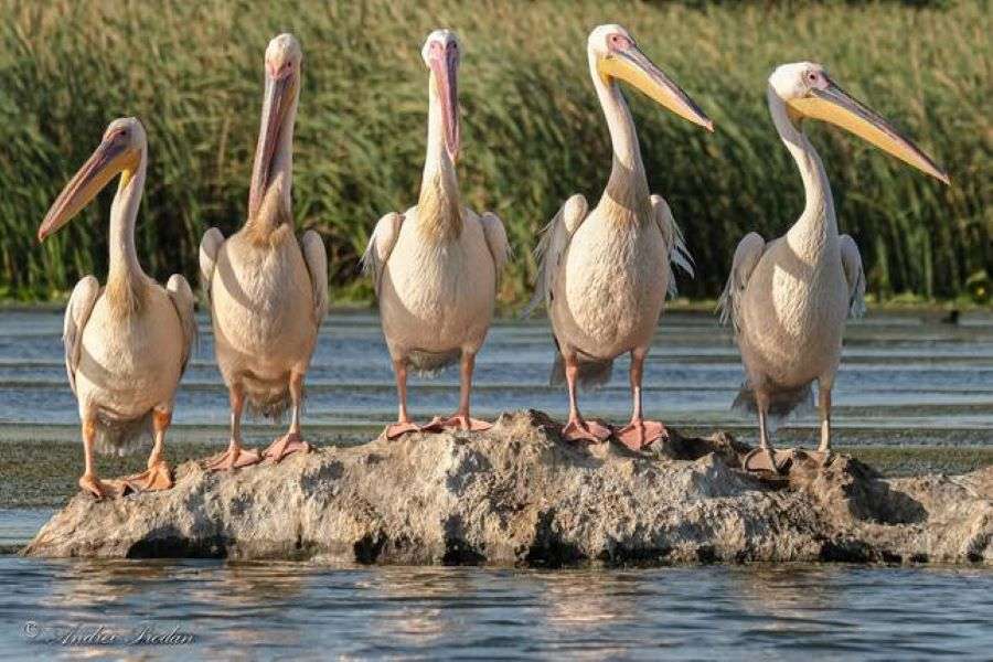 Pelikangruppe im Donaudelta in Rumänien Puzzlespiel online