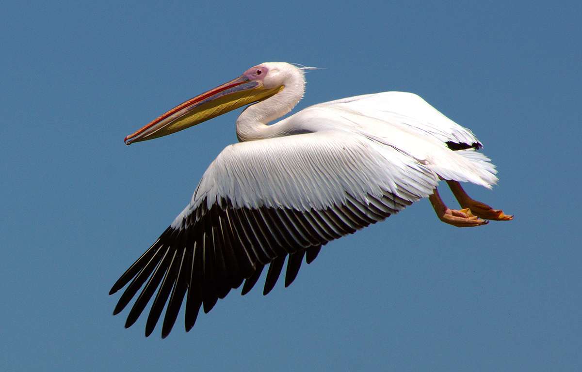 Pelicano em voo no Delta do Danúbio, na Romênia puzzle online