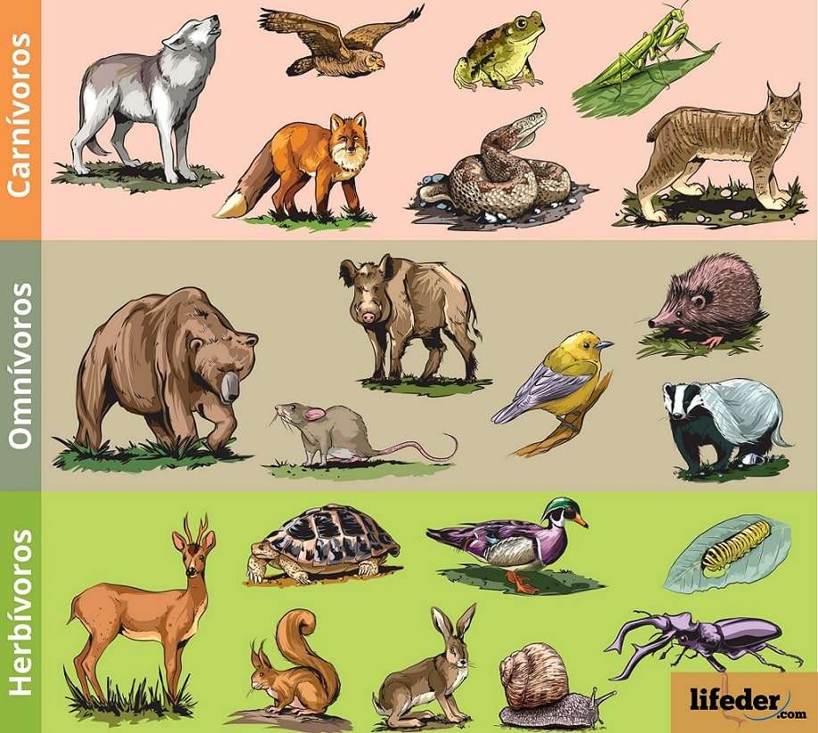CLASIFICAREA ANIMALELOR jigsaw puzzle online