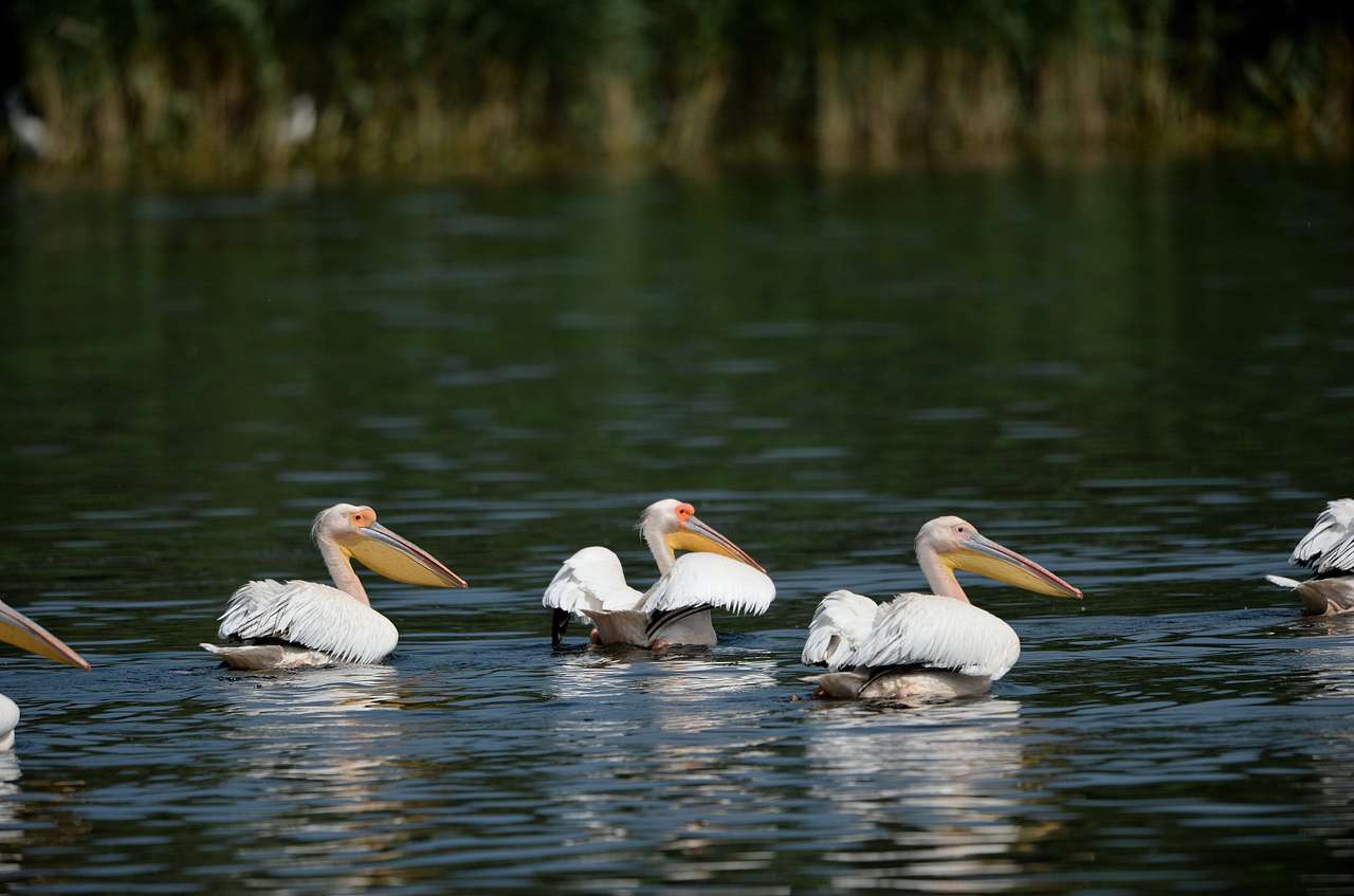Pelikaner på vattnet i Donau Delta i Rumänien Pussel online