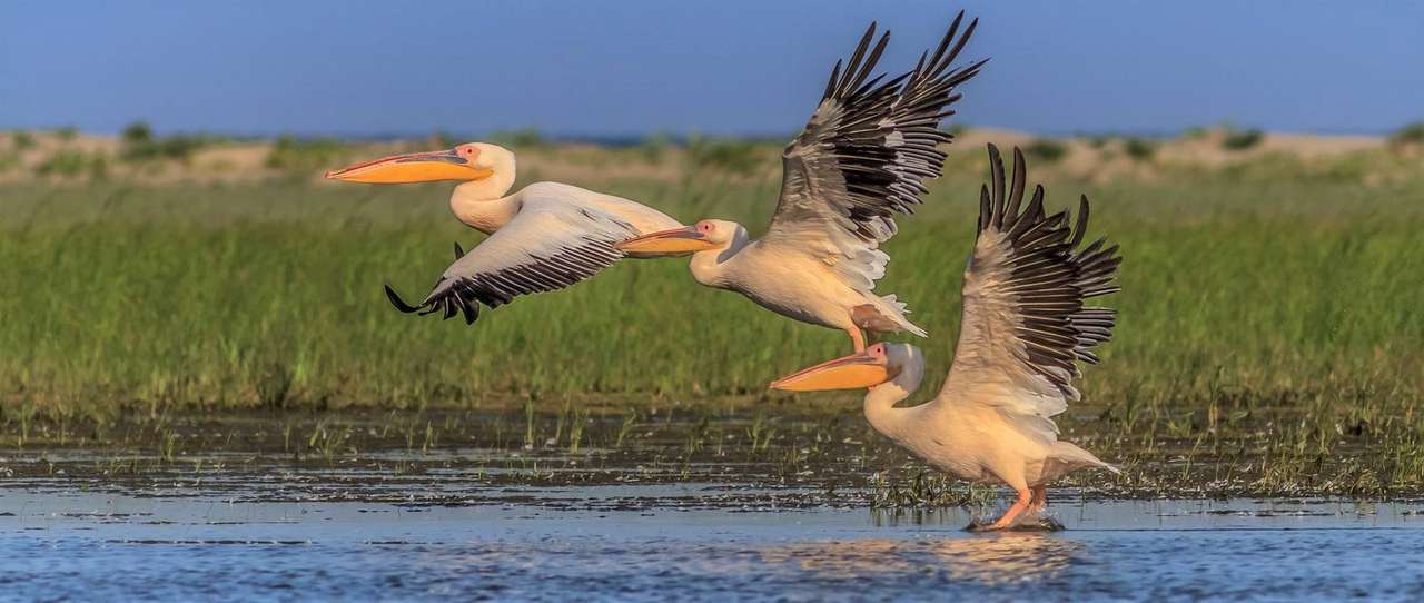 Pelikaner som flyger i Donau Delta i Rumänien pussel på nätet