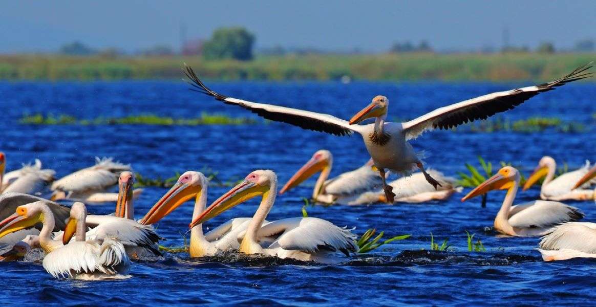 Pélicans sur l'eau dans le delta du Danube en Roumanie puzzle en ligne
