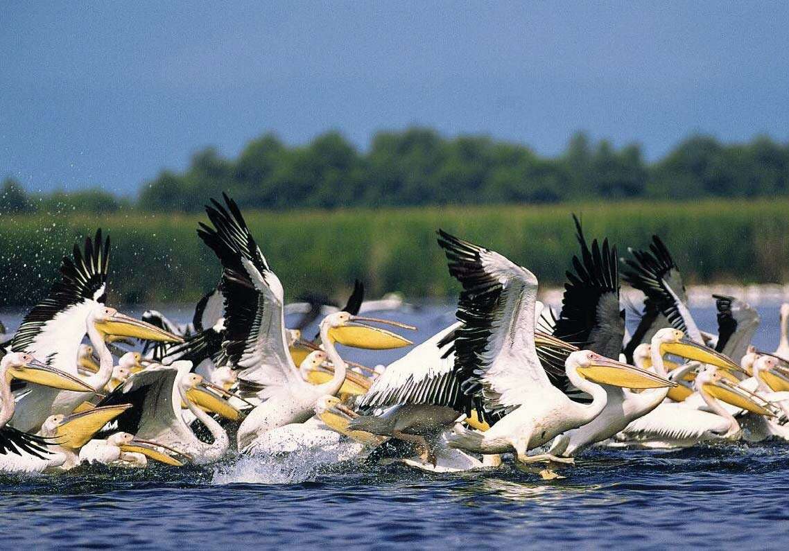 Pelicanos na água no Delta do Danúbio, na Romênia quebra-cabeças online