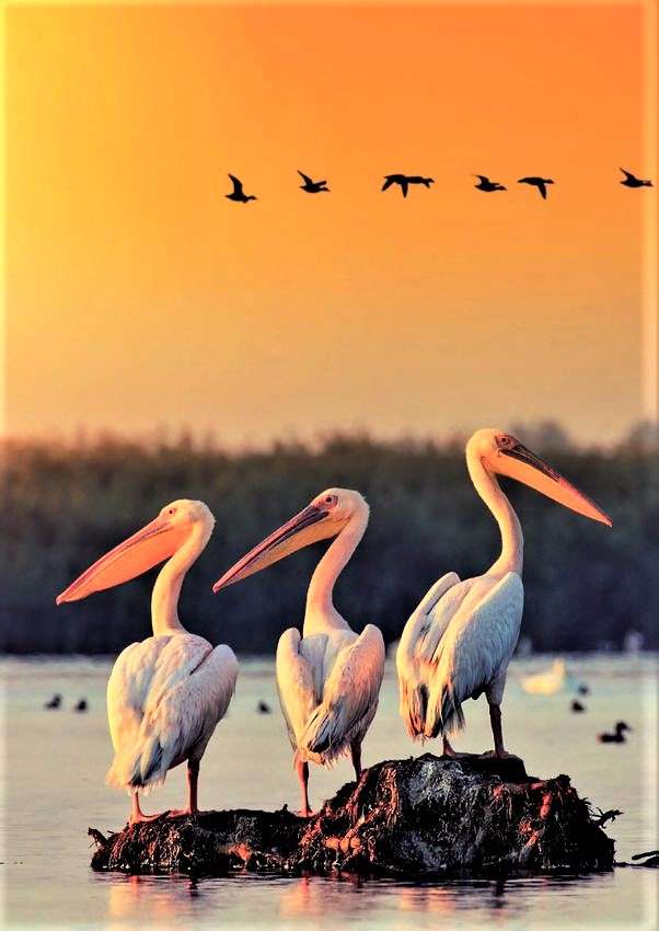 Трио пеликан в делтата на Дунав в Румъния онлайн пъзел