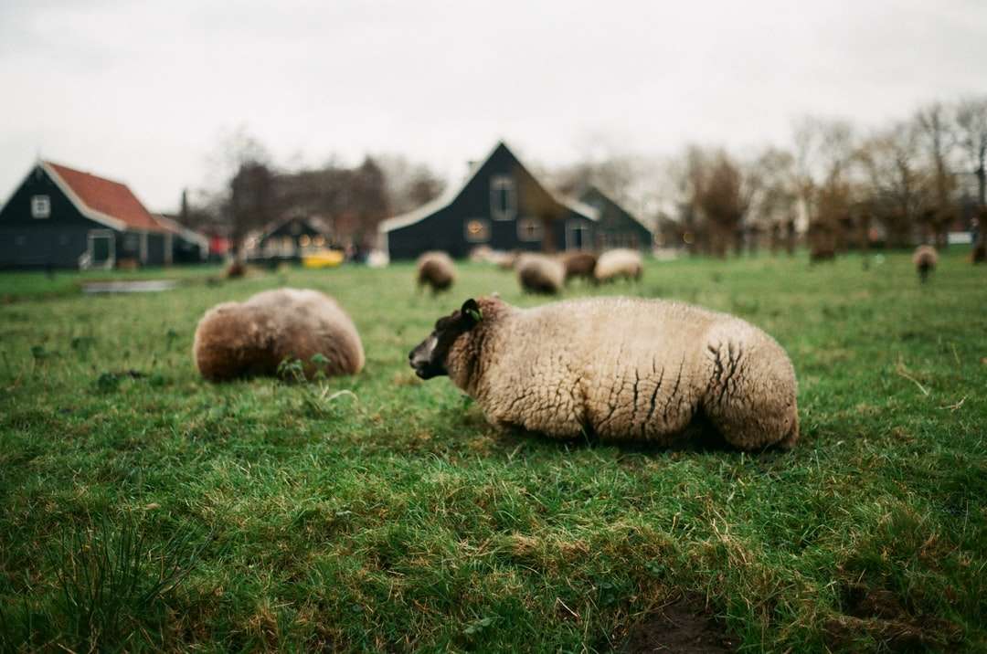 Moutons sur champ d'herbe verte pendant la journée puzzle en ligne