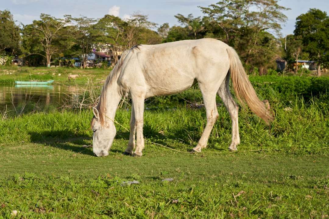 vit häst på fältet för grönt gräs under dagtid pussel på nätet