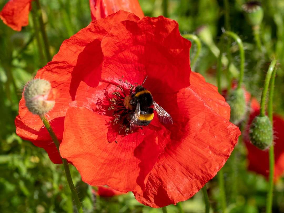 honungsbi uppflugen på röd blomma i närbild fotografi Pussel online