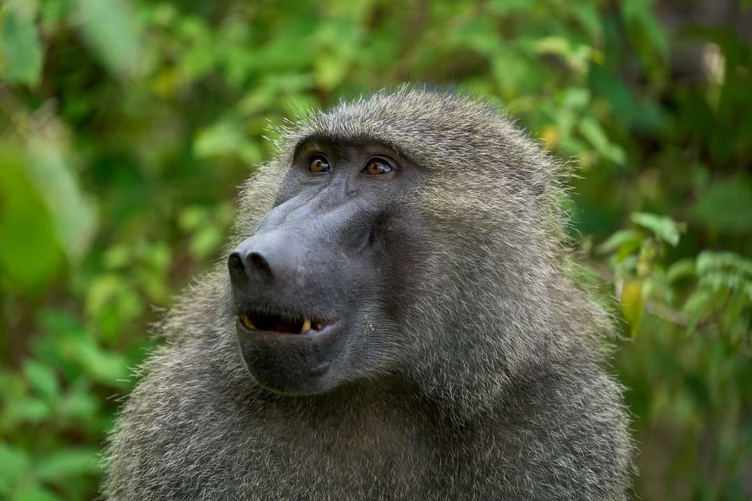 сіра мавпа в нахилу зсув об'єктива онлайн пазл